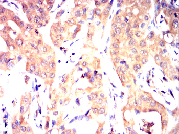 GOLPH3 Antibody