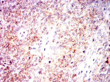 GOLPH3 Antibody