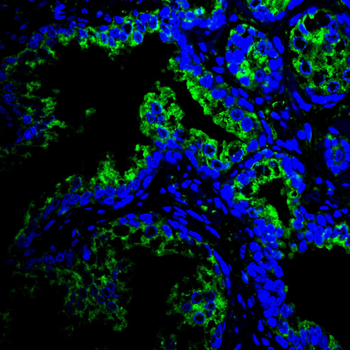 GOLPH3 Antibody
