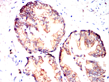 GOLPH3 Antibody