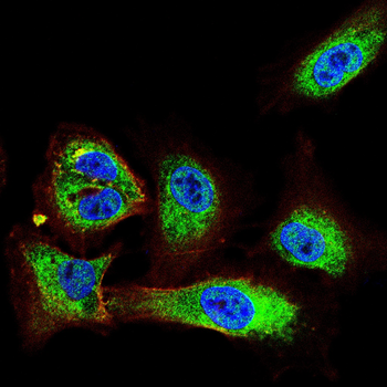 RPS6KL1 Antibody