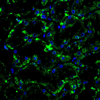 RPS6KL1 Antibody