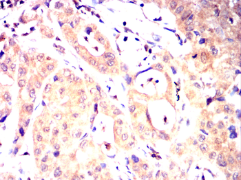 RPS6KL1 Antibody