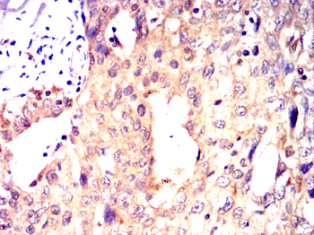 RPS6KL1 Antibody