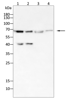 RPS6KL1 Antibody