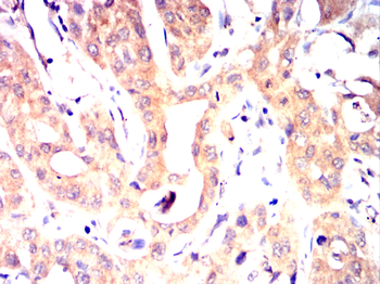 STRA8 Antibody