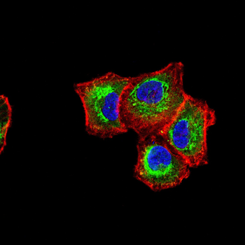 STRA8 Antibody