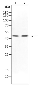 STRA8 Antibody