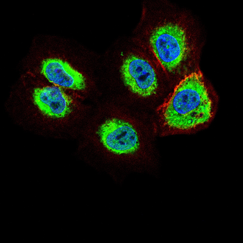 SOCS3 Antibody