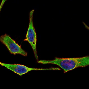 ATG12 Antibody