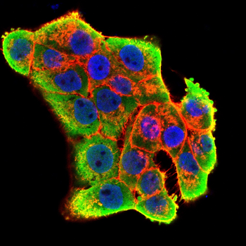 P4HB Antibody