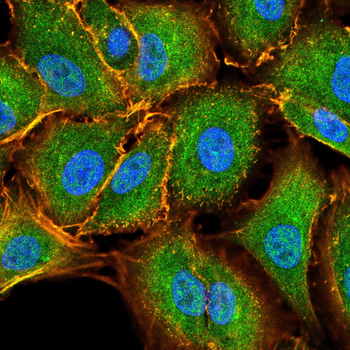 RUVBL1 Antibody