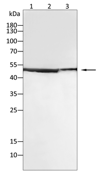 RUVBL1 Antibody