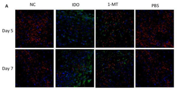 CD4 Antibody
