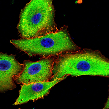 NEDD9 Antibody