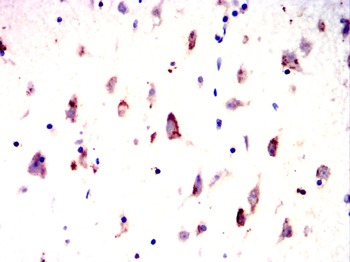 GPR83 Antibody