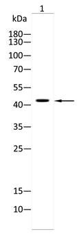 GPR83 Antibody