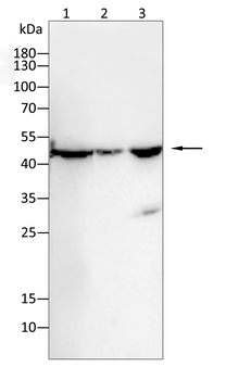 GOT2 Antibody