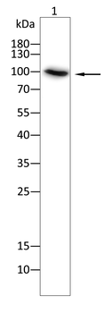 ERN1 Antibody