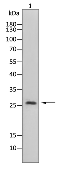 TUSC2 Antibody