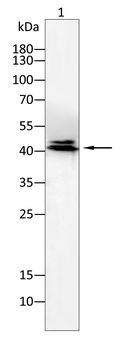 HLA-F Antibody
