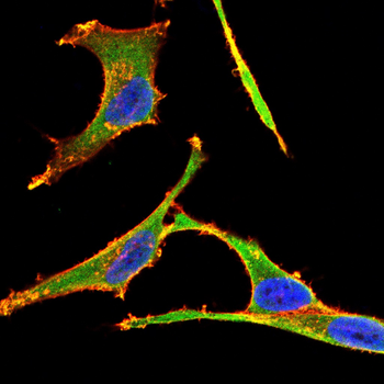 HLA-F Antibody