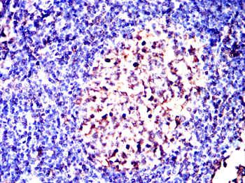 HLA-F Antibody