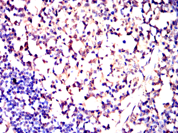 CD244 Antibody