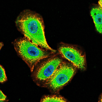 USP7 Antibody