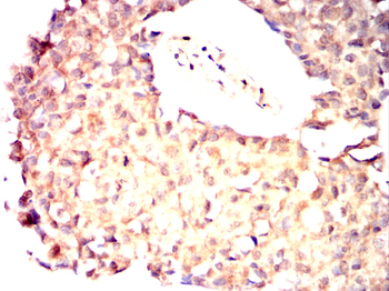 USP7 Antibody
