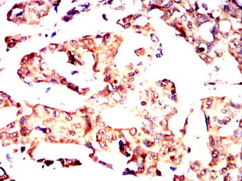 USP7 Antibody