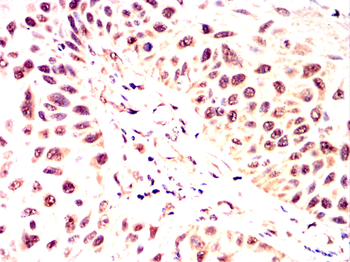 USP7 Antibody