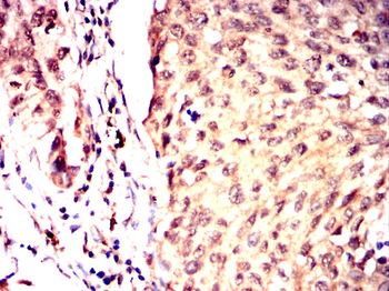 USP7 Antibody