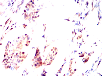 USP7 Antibody