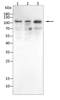 USP7 Antibody