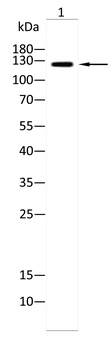 USP7 Antibody