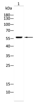 AKT2 Antibody