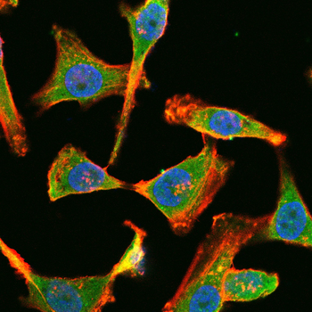 EGF Antibody