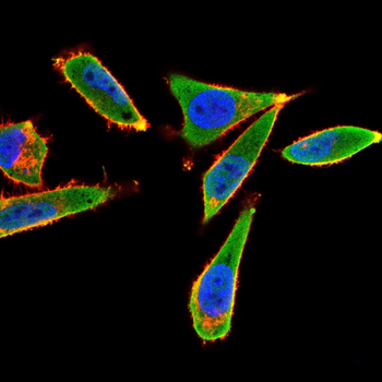 CD247 Antibody