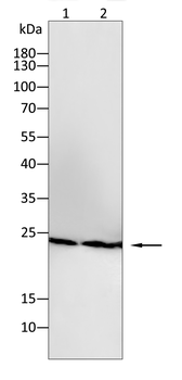 CD247 Antibody