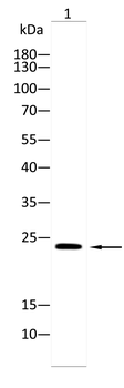 CD247 Antibody