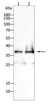 XBP1 Antibody