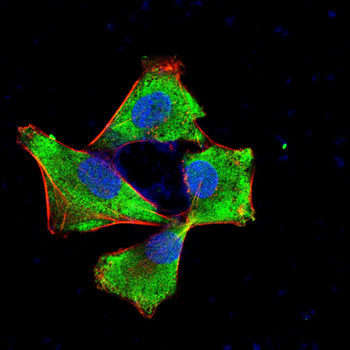 PTK7 Antibody