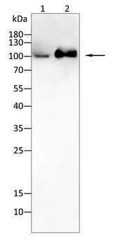 PTK7 Antibody