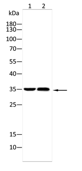 EPO Antibody