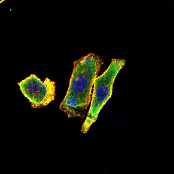 EPO Antibody