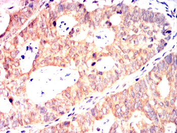 EPO Antibody
