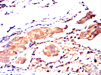 EPO Antibody