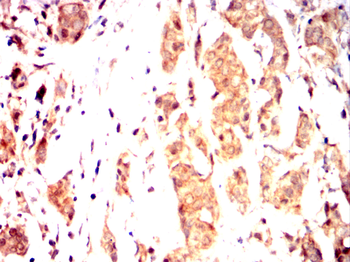 EPO Antibody