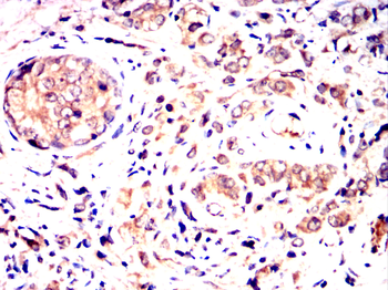 EPO Antibody